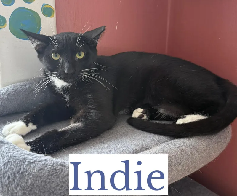A young medium-sized male Black & White / Tuxedo Domestic Short Hair cat named Indie for adoption in Berkeley Springs, WV