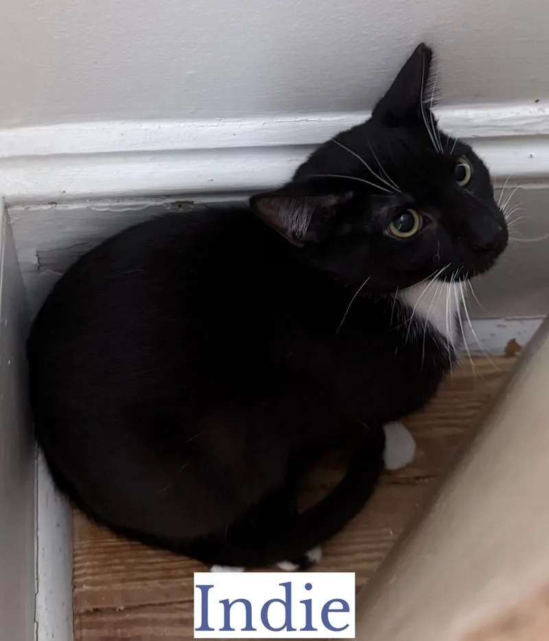 Indie thumbnail 3