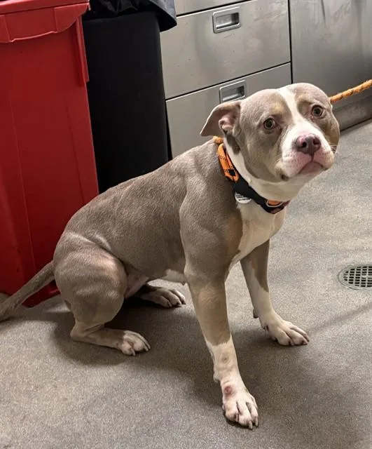 A young medium-sized female Pit Bull Terrier dog named Gabby for adoption in Upper Marlboro, MD