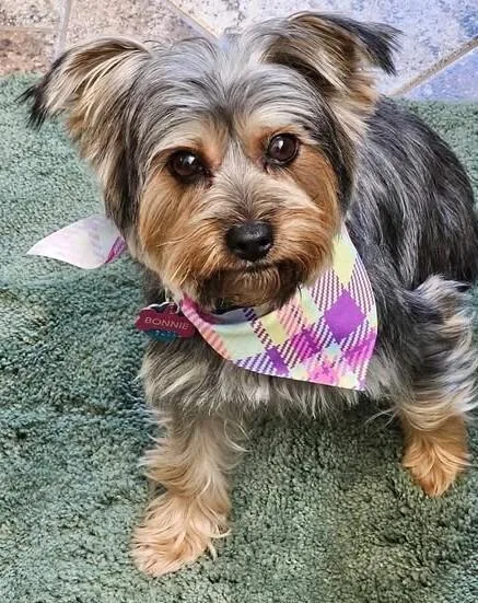 Bonnie