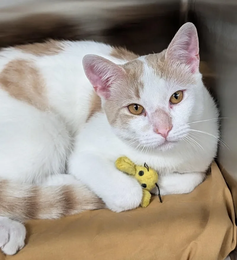 An adult medium-sized male Orange / Red Domestic Short Hair cat named Cheddar for adoption in Plainfield, NJ