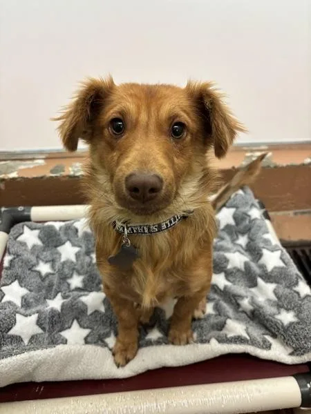 A young small-sized male Dachshund dog named Uno for adoption in Kennewick, WA
