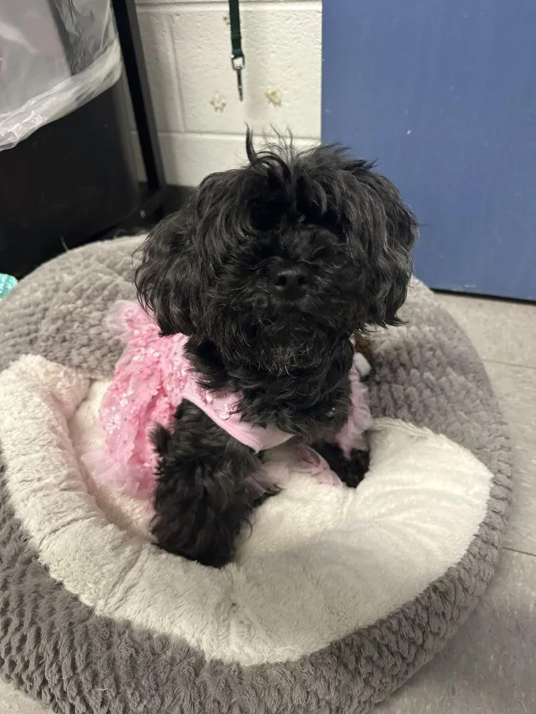 An adult small-sized female Black Mixed Breed dog named Paris for adoption in Alexandria, VA