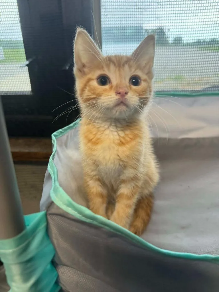 A baby medium-sized male Domestic Short Hair cat named Elroy for adoption in Marion, OH