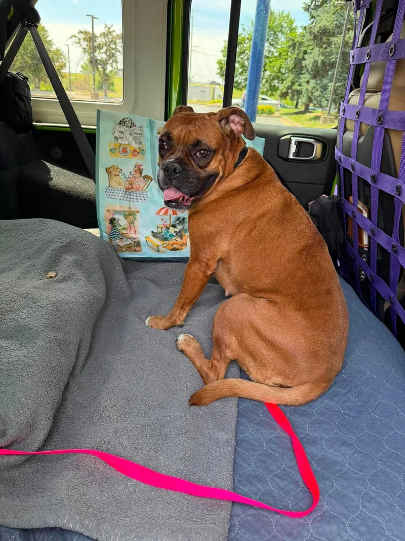 An adult small-sized female Boxer dog named Bailey for adoption in Shakopee, MN