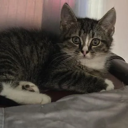 A baby small-sized male Domestic Short Hair cat named Jack Sparrow for adoption in Voorhees, NJ