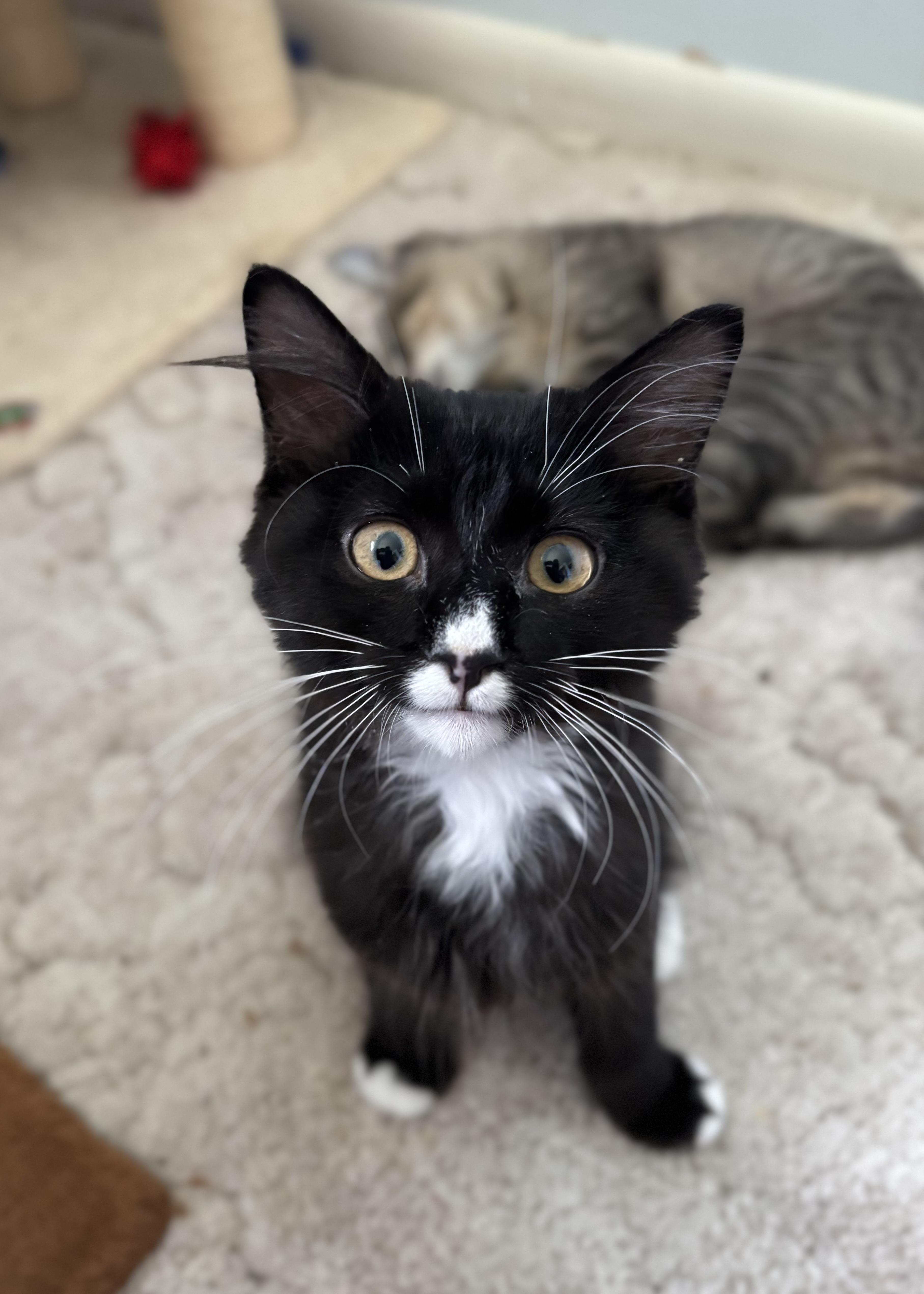 A young medium-sized male Domestic Medium Hair cat named Chip for adoption in Denver, CO