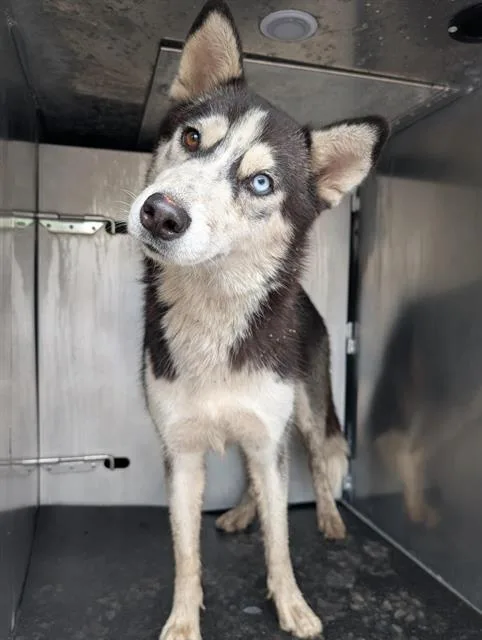 A young medium-sized female Husky dog named Akuma for adoption in San Antonio, TX