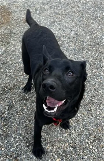 A young large-sized male Labrador Retriever dog named Chewie for adoption in Lincolnton, NC