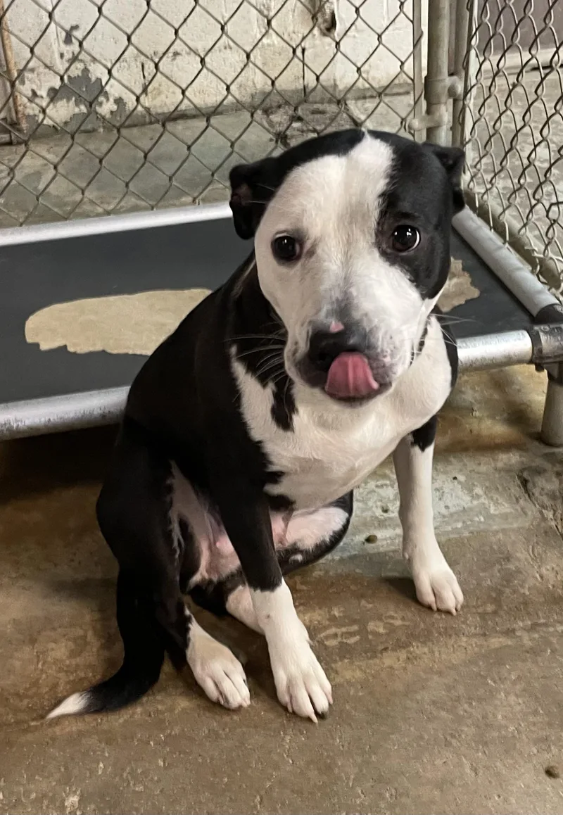 A young medium-sized female Black American Bully dog named Maggie HOLD for adoption in Canton, OH