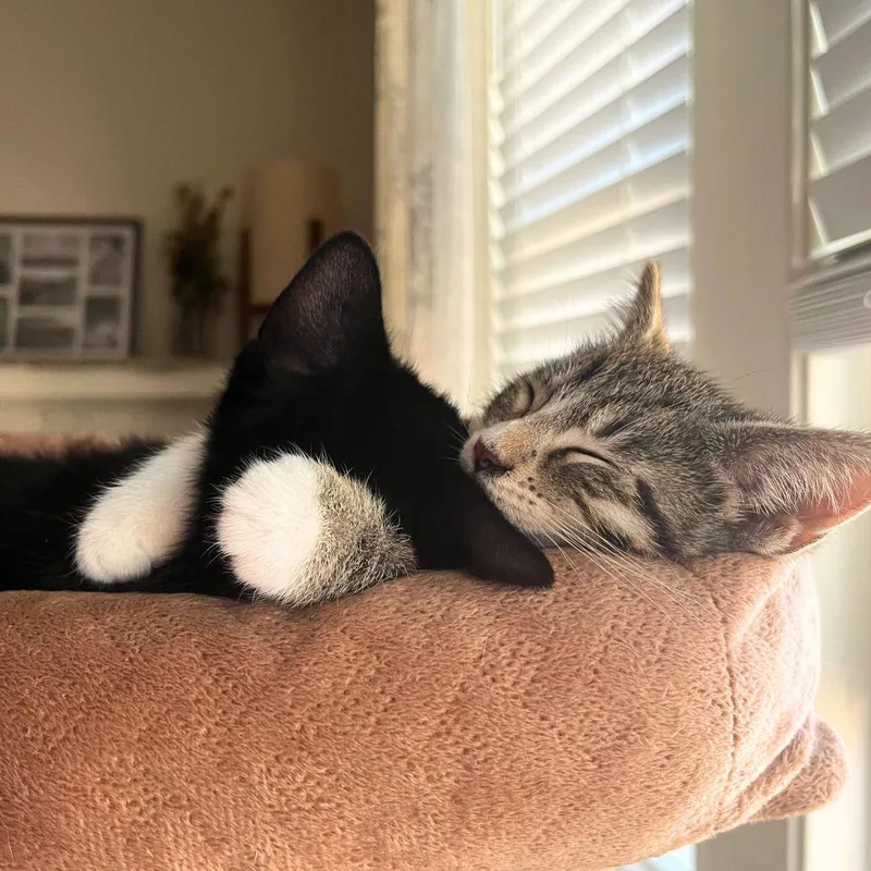 A baby small-sized female Black Domestic Short Hair cat named Thea for adoption in Skokie, IL