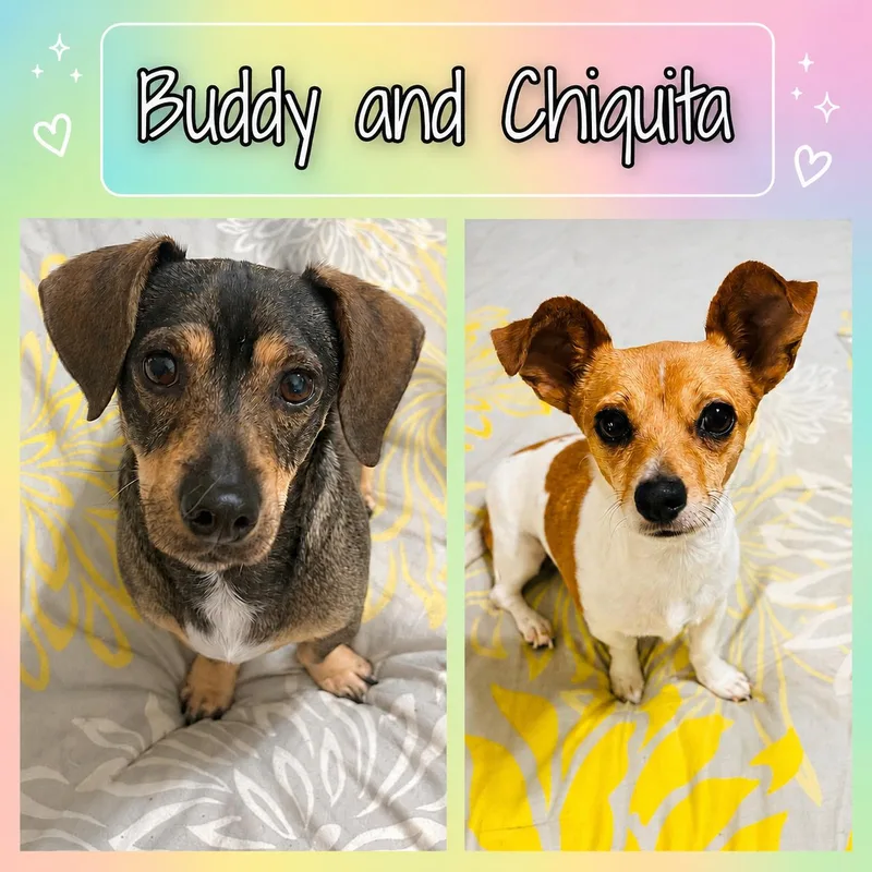 Buddy and Chiquita thumbnail 4