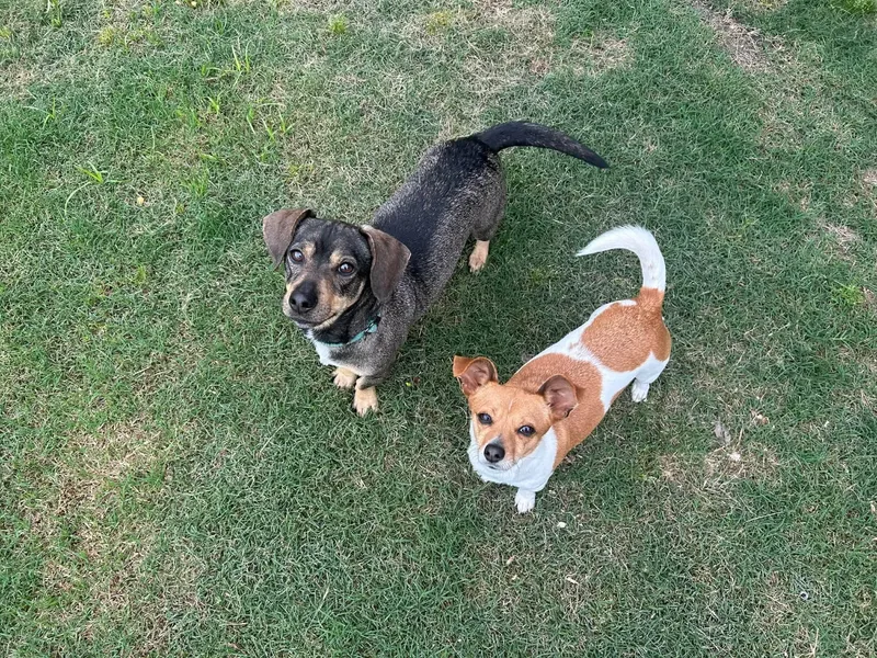 Buddy and Chiquita thumbnail 6