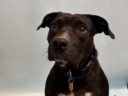An adult medium-sized male Labrador Retriever dog named Henry for adoption in Coon Rapids, MN