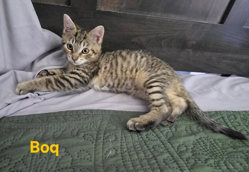 A baby medium-sized male Domestic Short Hair cat named Boq for adoption in Findlay, OH