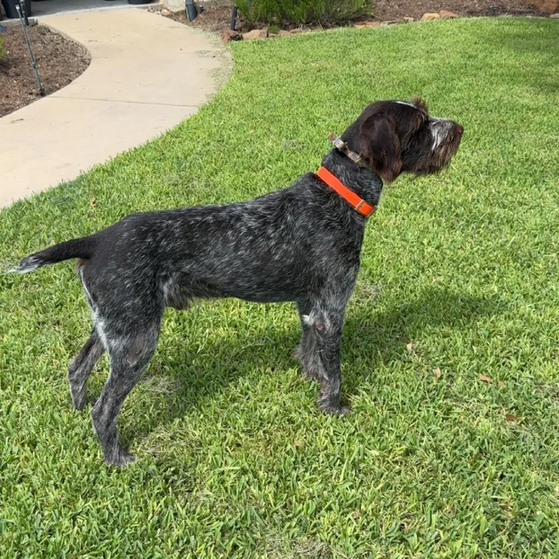 A senior small-sized male Brown / Chocolate German Wirehaired Pointer dog named Oaken for adoption in Santa Rosa, CA