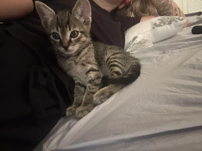 A baby medium-sized male American Shorthair cat named Tater & Tot for adoption in Manchester, CT