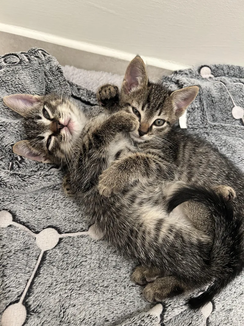 Tater & Tot thumbnail 4