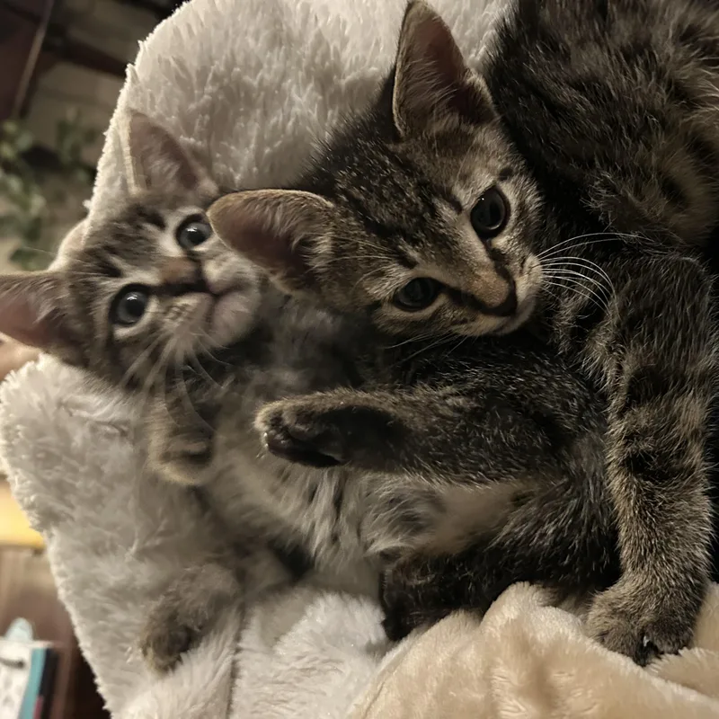 Tater & Tot thumbnail 6