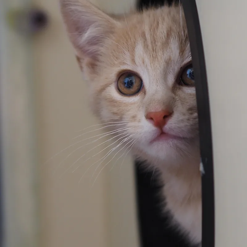 A baby medium-sized male Buff & White Domestic Short Hair cat named Monaco for adoption in Buena Vista, CO