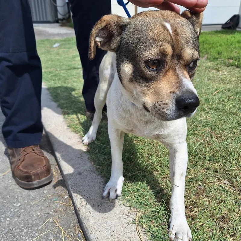 A young medium-sized male Sable Feist dog named Quincy for adoption in Austin, TX