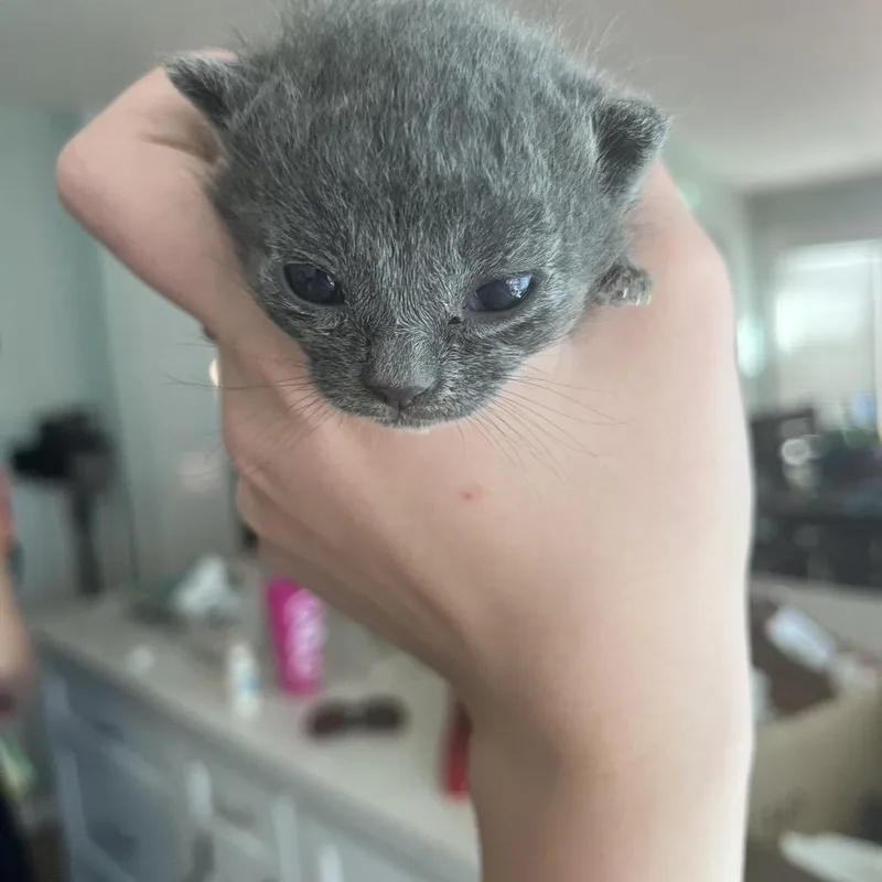 A baby small-sized male Gray / Blue / Silver Domestic Short Hair cat named Flexatone for adoption in Westminster, CA