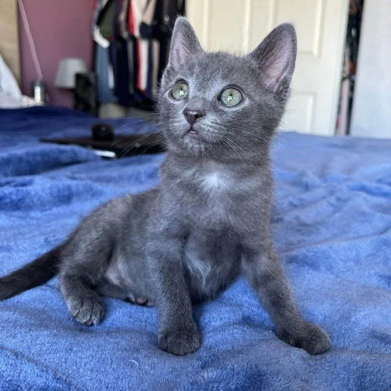 Flexatone thumbnail 2