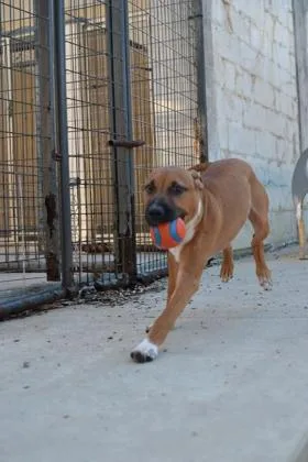 An adult small-sized male Pit Bull Terrier dog named Nomar for adoption in Kansas City, MO