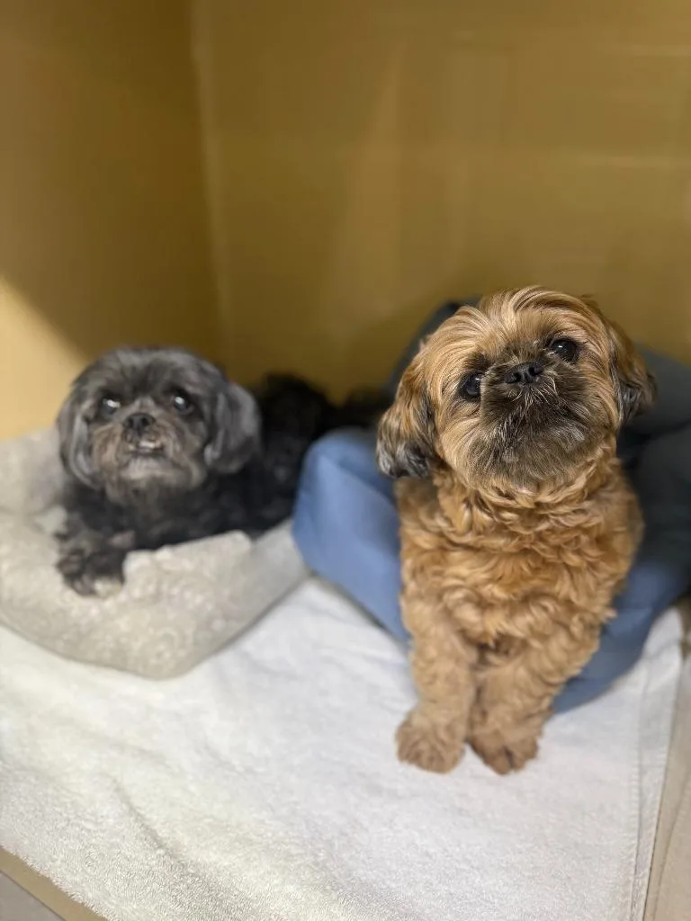 An adult small-sized male Shih Tzu dog named Winston Ewok Colby for adoption in Sebastian, FL