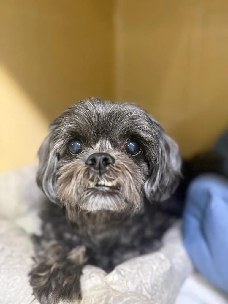 Winston Ewok  Colby thumbnail 3