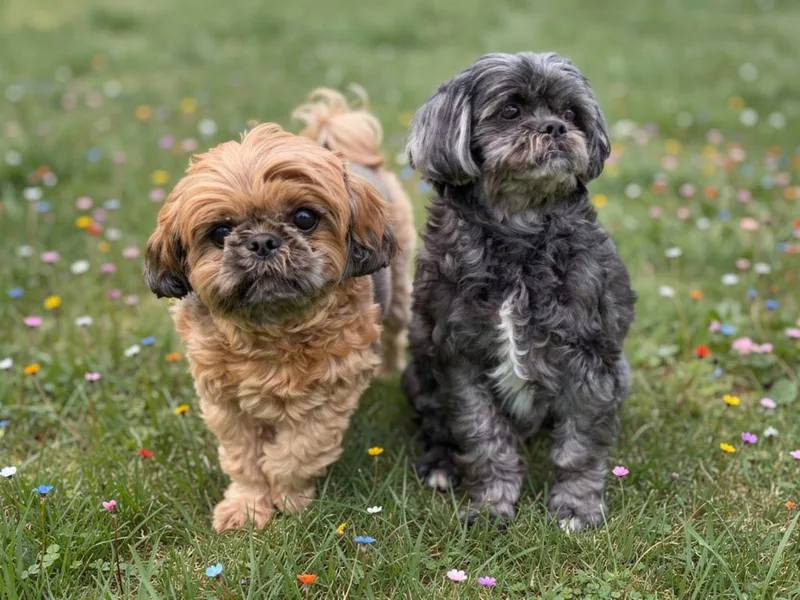 Winston Ewok  Colby thumbnail 4