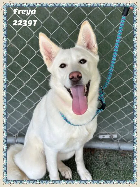 An adult medium-sized female Siberian Husky dog named Freya for adoption in Marietta, GA