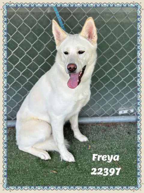 Freya thumbnail 3