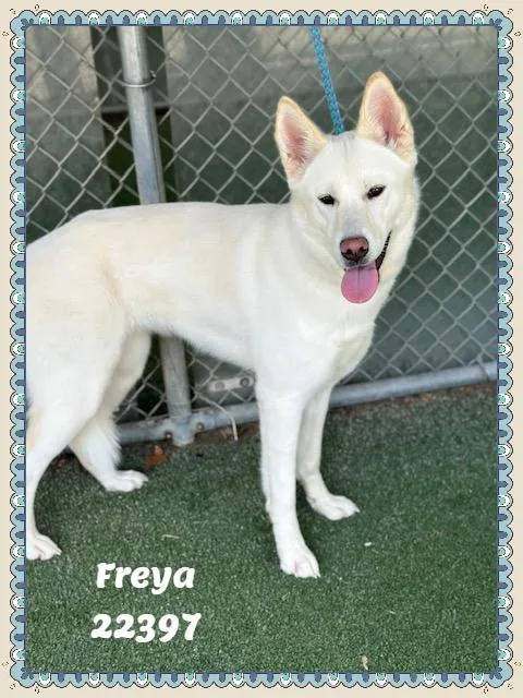 Freya thumbnail 4