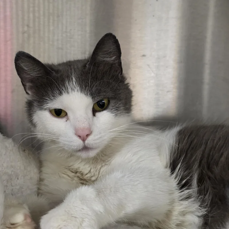 A young small-sized female Gray & White Domestic Short Hair cat named Rabbit for adoption in Renfrew, PA