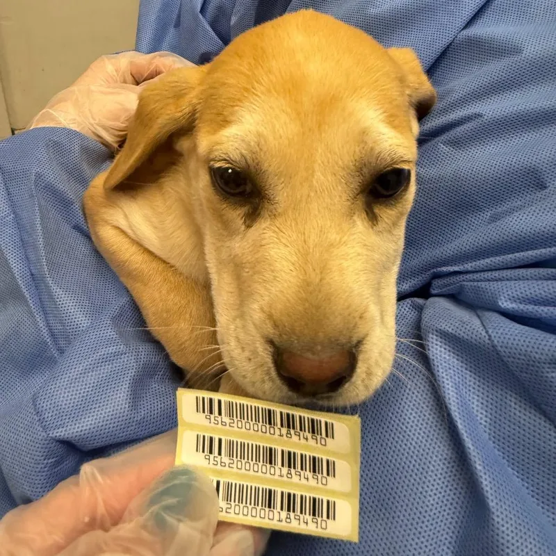 A baby small-sized female Yellow / Tan / Blond / Fawn Mixed Breed dog named Periwinkle for adoption in Springboro, OH
