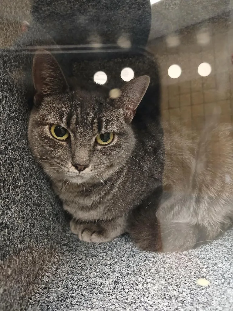 A young large-sized female Domestic Short Hair cat named Luna for adoption in Greenfield, IN