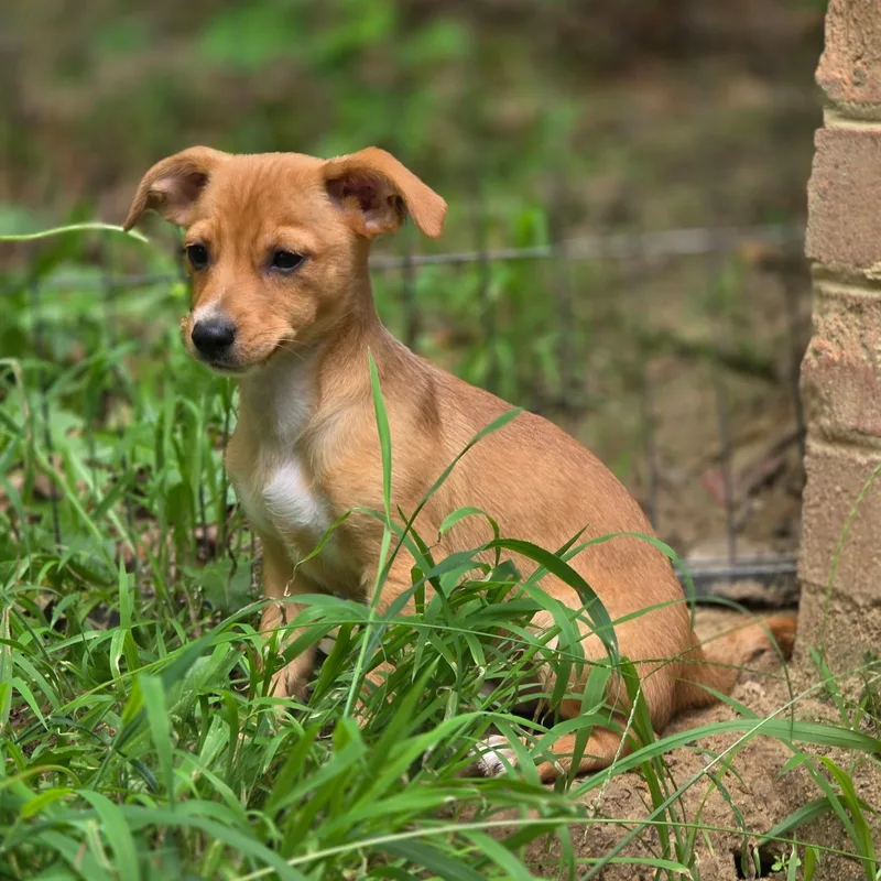 A baby small-sized male Chihuahua dog named Anarchy for adoption in Richmond, VA