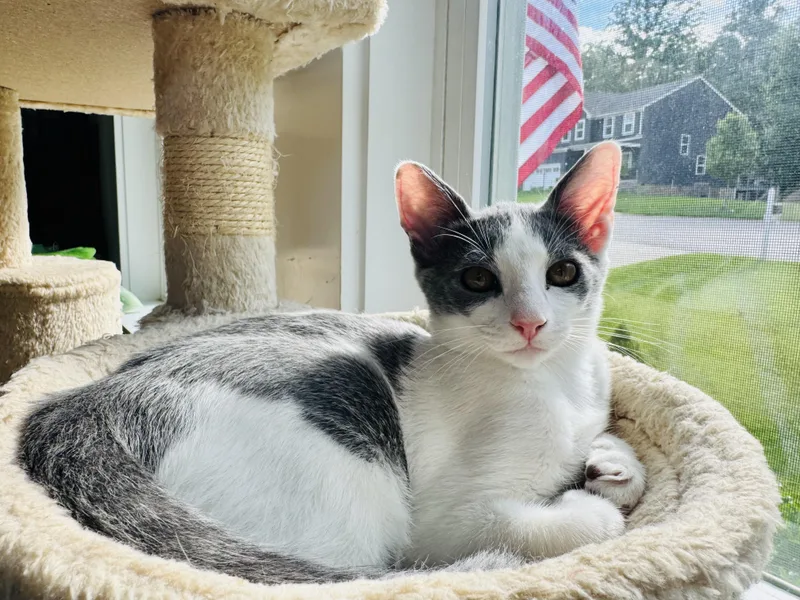 A baby medium-sized male Gray & White Domestic Short Hair cat named Leonard for adoption in Midlothian, VA