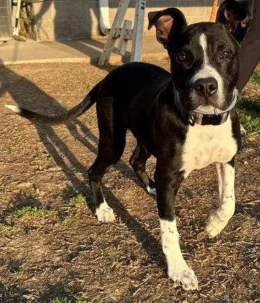 A baby medium-sized male Tricolor (Brown, Black, & White) Pit Bull Terrier dog named Bogee for adoption in Evansville, IN