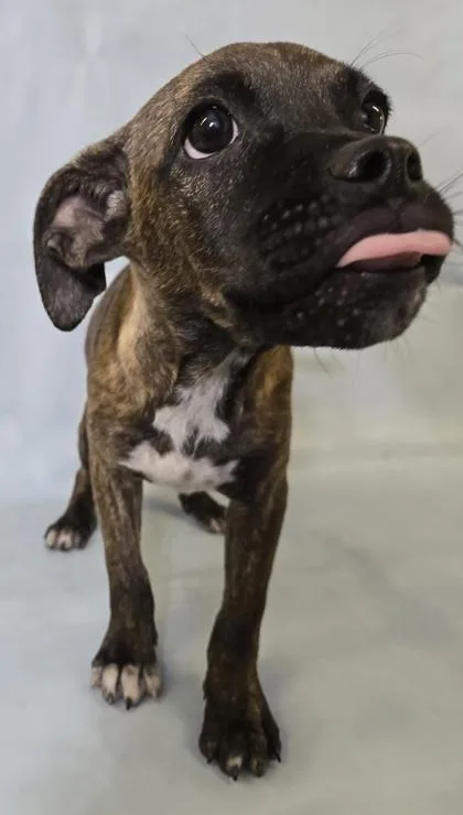 A baby large-sized female Catahoula Leopard Dog dog named Jolie for adoption in Morton Grove, IL