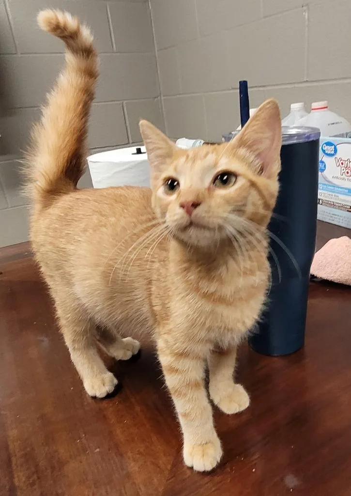 A baby small-sized male Domestic Short Hair cat named Norris for adoption in Hopkinsville, KY