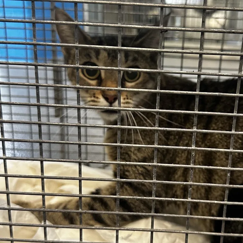 A young small-sized female Gray / Blue / Silver Domestic Short Hair cat named Feral for adoption in Montgomery, AL