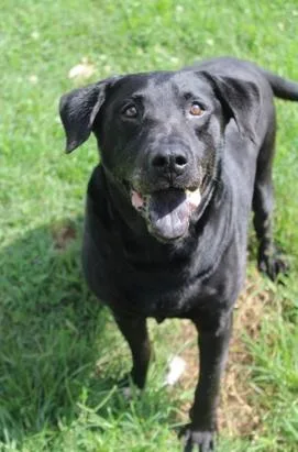 An adult large-sized male Black Labrador Retriever dog named Bubba Jo for adoption in Martinsville, VA