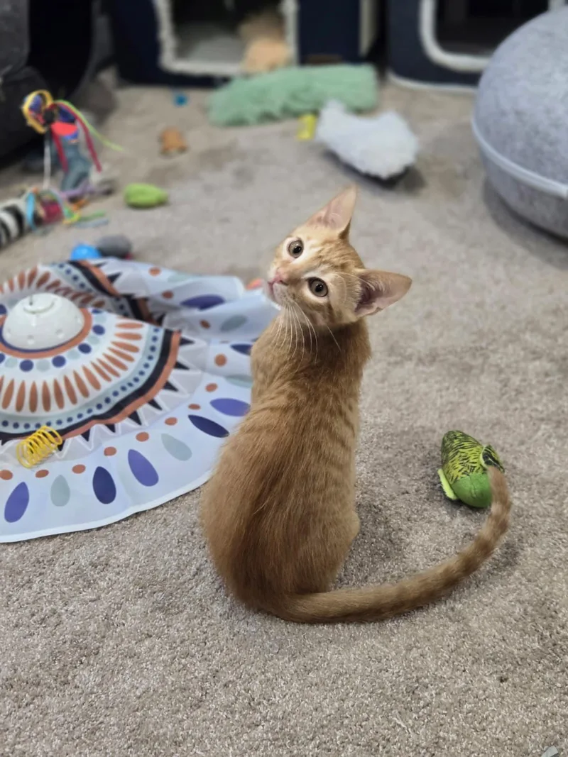 A baby medium-sized male Orange / Red Domestic Short Hair cat named Junny for adoption in Boca Raton, FL