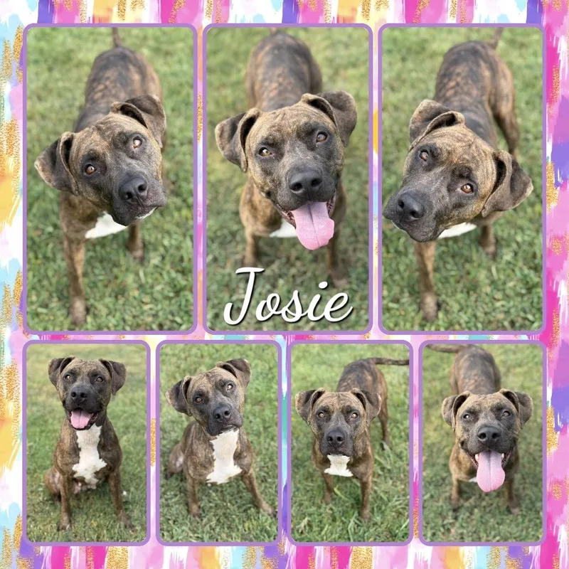 An adult medium-sized female Mastiff dog named Josie for adoption in Fort Smith, AR