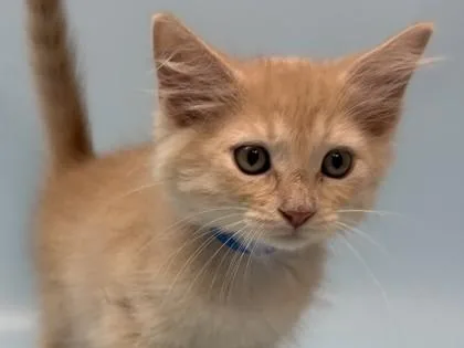 A baby small-sized male Domestic Short Hair cat named Jem for adoption in Golden Valley, MN