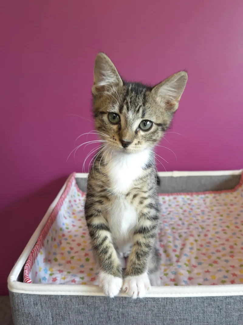 A baby medium-sized female Tabby (Brown / Chocolate) Domestic Short Hair cat named Fiona for adoption in Centerville, UT