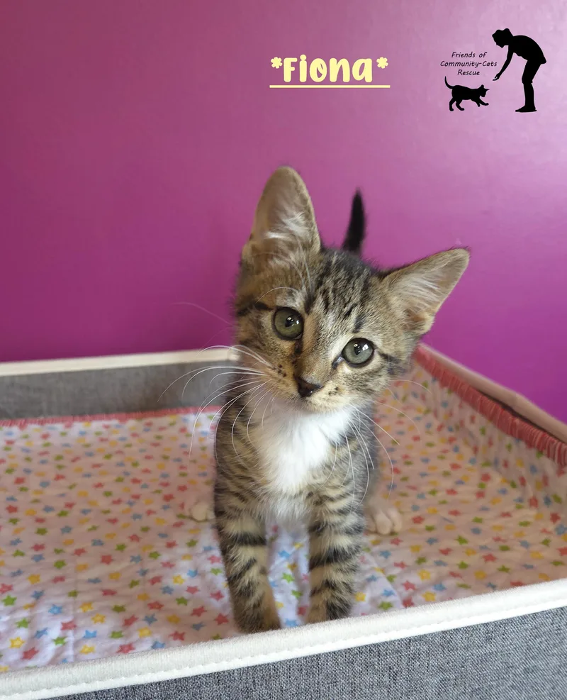 Fiona thumbnail 3