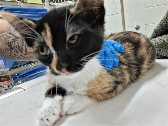 A baby small-sized female Domestic Short Hair cat named Camie for adoption in Chula Vista, CA